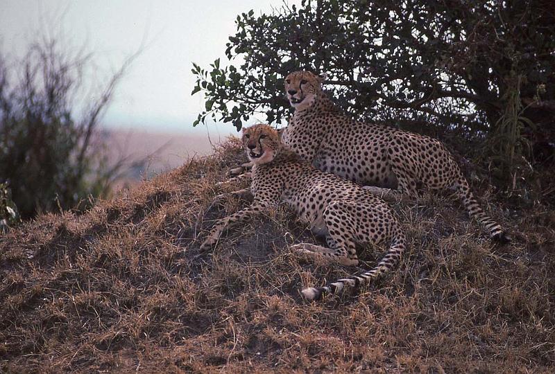 WT 1400 201-29 Kenya.jpg